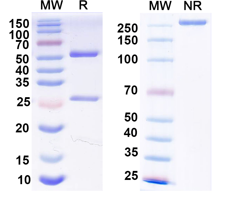SDS-PAGE for Anti-Human B2M/β2-MG Antibody (1A053)