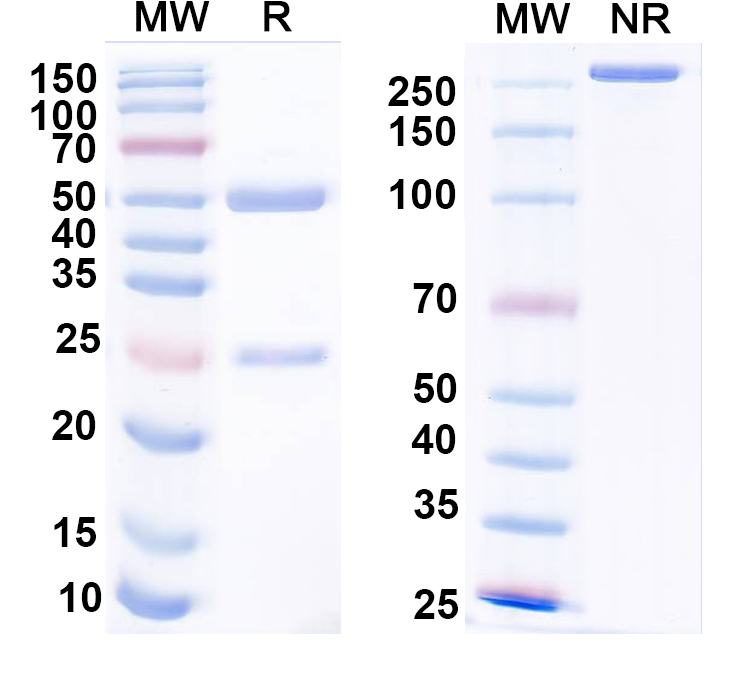 SDS-PAGE for Anti-Human CD66e/CEA/CEACAM5 Monoclonal Antibody (1A267)