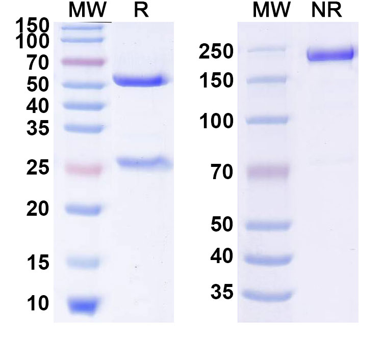 SDS-PAGE for Anti-Human D-Dimer Monoclonal Antibody (1A350)