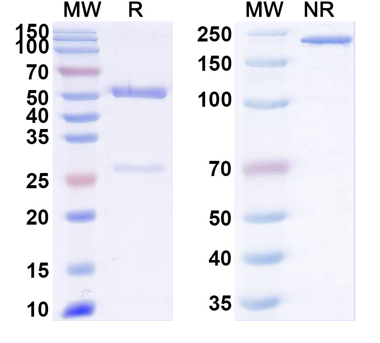 SDS-PAGE for Anti-Human HE4 Monoclonal Antibody (1A286)