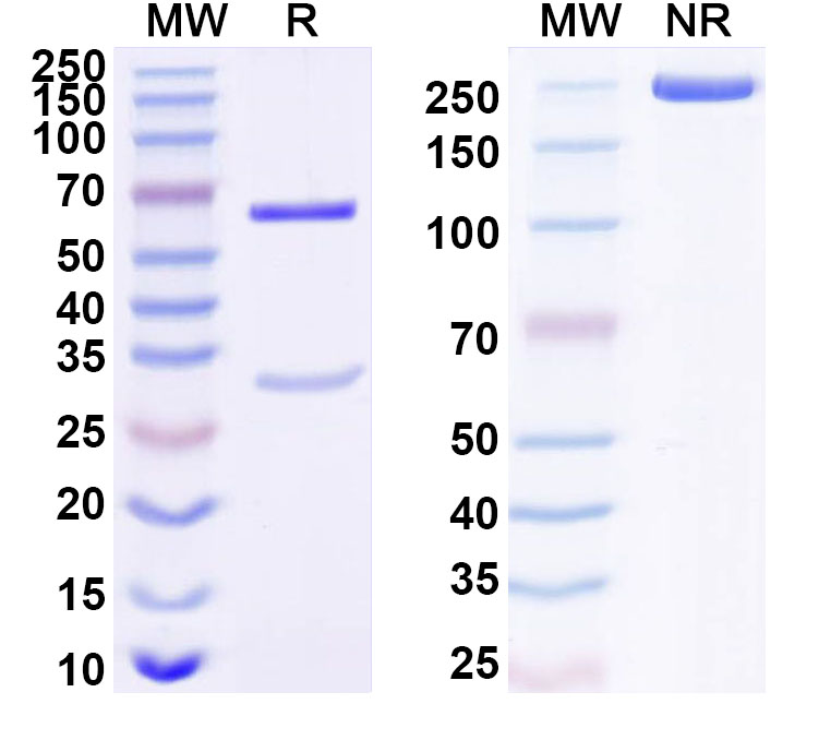SDS-PAGE for Anti-Human IGFBP1 Monoclonal Antibody (1A413)