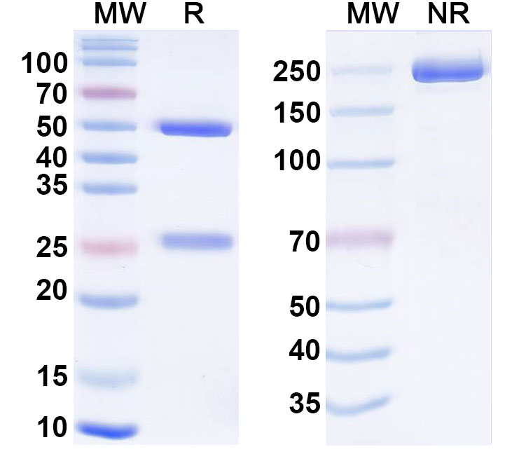 SDS-PAGE for Anti-Human INS/Insulin Monoclonal Antibody (1A400)
