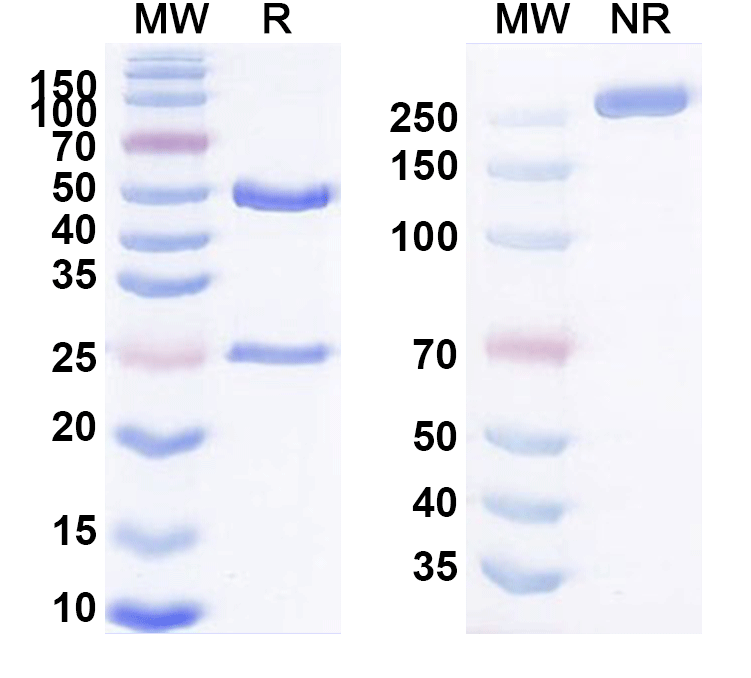 SDS-PAGE for Anti-Human MPO/Myeloperoxidase Monoclonal Antibody (1A356)