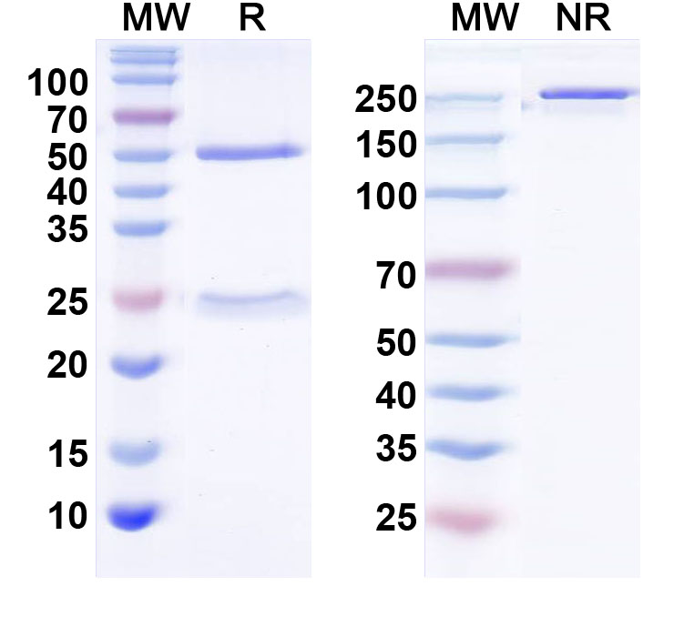 SDS-PAGE for Anti-Human PG I/PGA Monoclonal Antibody (1A287)