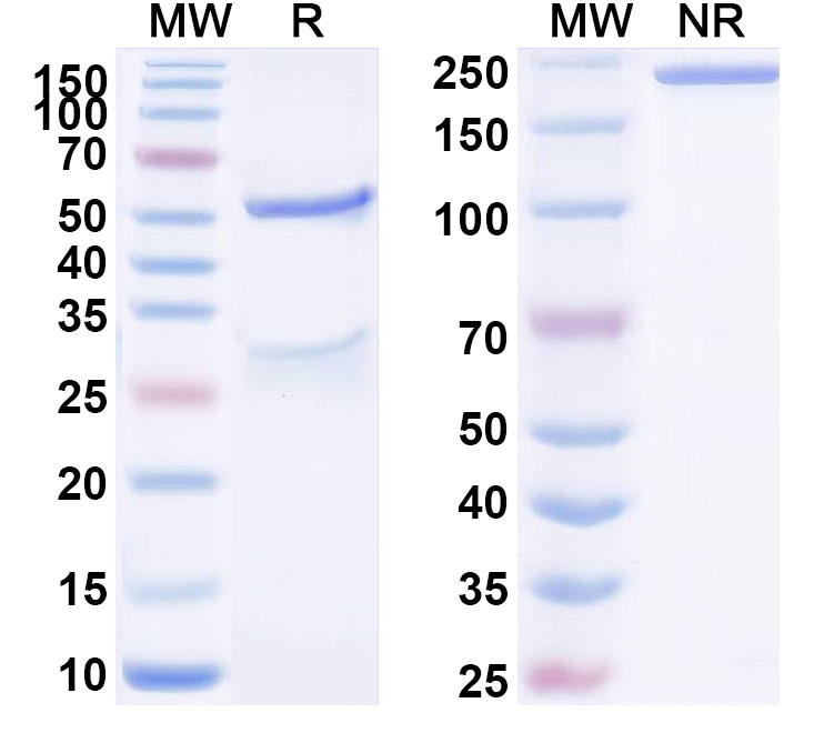 SDS-PAGE for Anti-Human PRL Monoclonal Antibody (1A380)