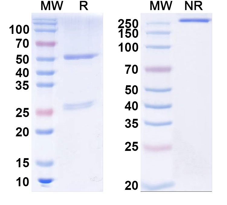 SDS-PAGE for Anti-Human free PSA/fPSA Monoclonal Antibody (1A276)