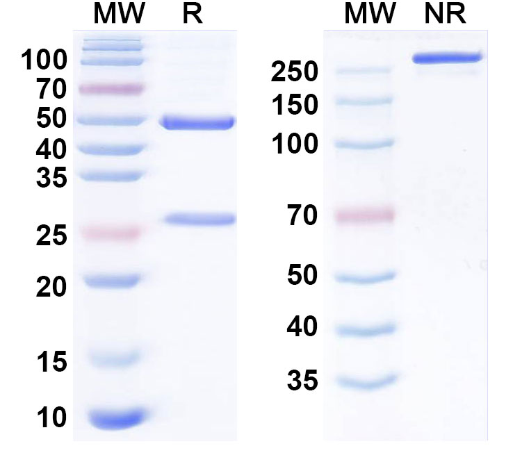 SDS-PAGE for Anti-Influenza A virus/Flu-A Monoclonal Antibody (1A256)