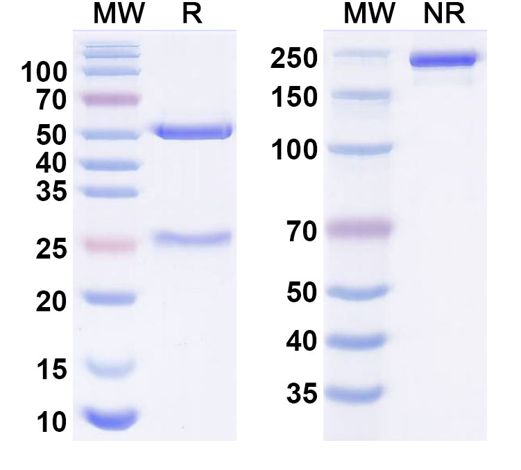 SDS-PAGE for Anti-Influenza A virus/Flu-A Monoclonal Antibody (1A257)