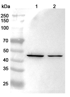 Western blot for Anti-BGN Polyclonal Antibody