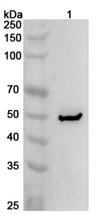 Western blot for Anti-BMP6 Polyclonal Antibody