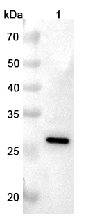 Western blot for Anti-C1QA Polyclonal Antibody