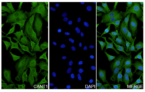 Immunofluorescence for Anti-CANT1 Polyclonal Antibody
