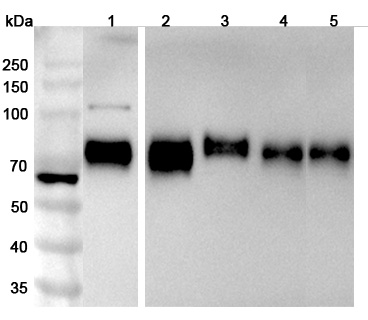 Western blot for Anti-CD155/PVR Polyclonal Antibody