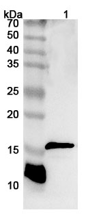 Western blot for Anti-CD247/CD3Z Polyclonal Antibody