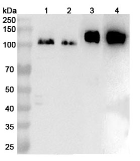 Western blot for Anti-CD29/ITGB1 Polyclonal Antibody
