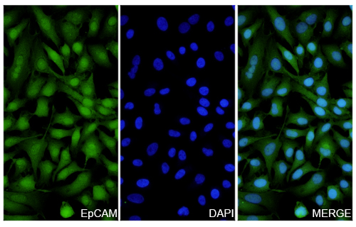 Immunofluorescence for Anti-CD326/EPCAM Polyclonal Antibody