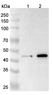 Western blot for Anti-CFP Polyclonal Antibody