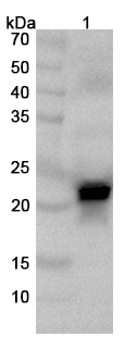 Western blot for Anti-CSN1S1 Polyclonal Antibody