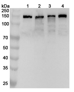 Western blot for Anti-GM130/GOLGA2 Polyclonal Antibody