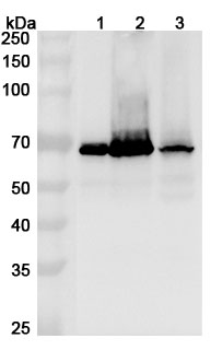 Western blot for Anti-HDAC1 Polyclonal Antibody
