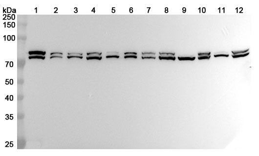 Western blot for Anti-HSPA5 Polyclonal Antibody