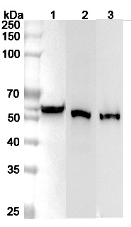 Western blot for Anti-Human ALDH3A1 Polyclonal Antibody