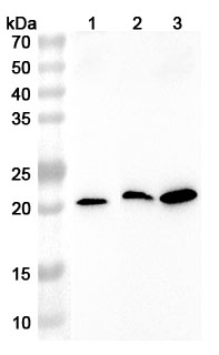 Western blot for Anti-Human CREBL2 Polyclonal Antibody