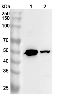 Western blot for Anti-Human ESRRB Polyclonal Antibody