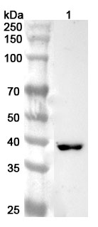 Western blot for Anti-Human EXOG Polyclonal Antibody