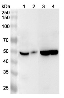Western blot for Anti-Human FAM20B Polyclonal Antibody