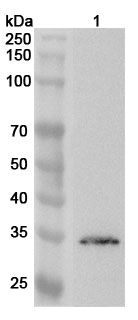 Western blot for Anti-Human FBXO45 Polyclonal Antibody