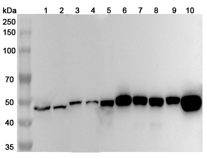 Western blot for Anti-Human FEN1 Polyclonal Antibody