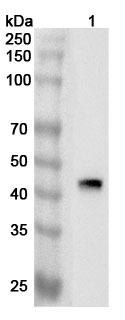 Western blot for Anti-Human FSTL1 Polyclonal Antibody