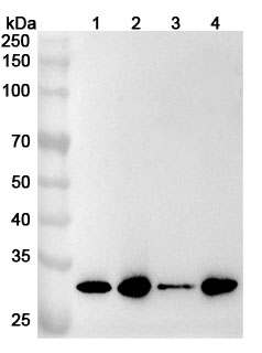 Western blot for Anti-Human GTF2F2 Polyclonal Antibody