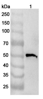 Western blot for Anti-Human HEPACAM2 Polyclonal Antibody