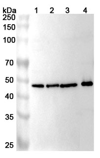 Western blot for Anti-Human ICA1 Polyclonal Antibody