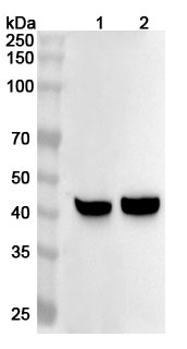 Western blot for Anti-Human MAT1A Polyclonal Antibody