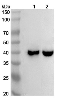 Western blot for Anti-Human MUL1 Polyclonal Antibody