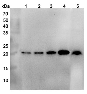 Western blot for Anti-Human NDUFB10 Polyclonal Antibody