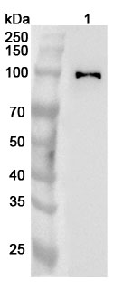 Western blot for Anti-Human PACS2 Polyclonal Antibody
