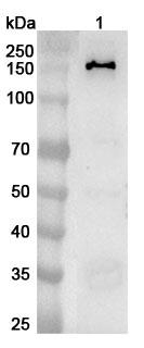 Western blot for Anti-Human PFAS Polyclonal Antibody