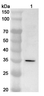 Western blot for Anti-Human POLR3G Polyclonal Antibody