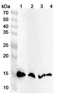 Western blot for Anti-Human SH3BGRL Polyclonal Antibody