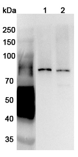 Western blot for Anti-Human SNX1 Polyclonal Antibody