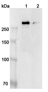 Western blot for Anti-Human SPTBN1 Polyclonal Antibody