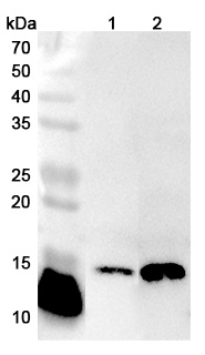 Western blot for Anti-Human SSBP1 Polyclonal Antibody