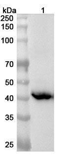 Western blot for Anti-Human SUGCT Polyclonal Antibody