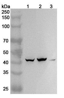 Western blot for Anti-Human TBX19 Polyclonal Antibody