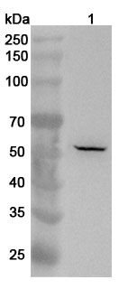 Western blot for Anti-Human TRIM13 Polyclonal Antibody