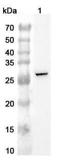 Western blot for Anti-Human UPK1B Polyclonal Antibody